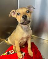 Enlarge Zain, a ADOPTABLE Terrier in Winfield, KS image 1/1