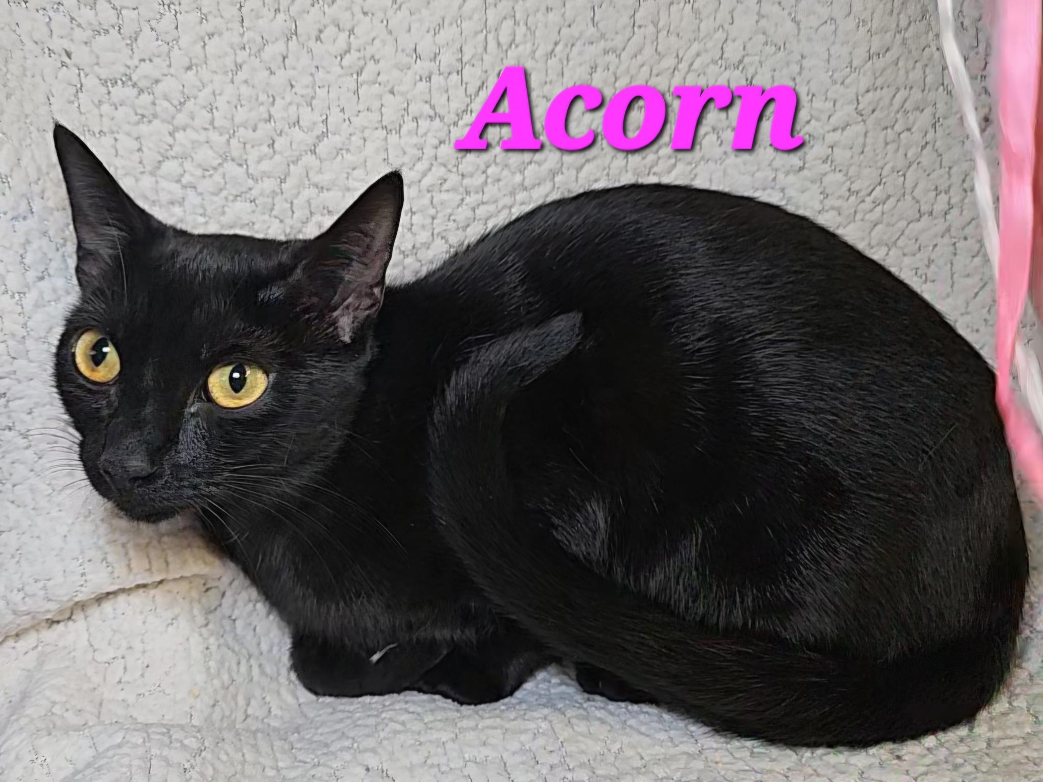 Acorn, Adoptable, Adult Female Domestic Short Hair.