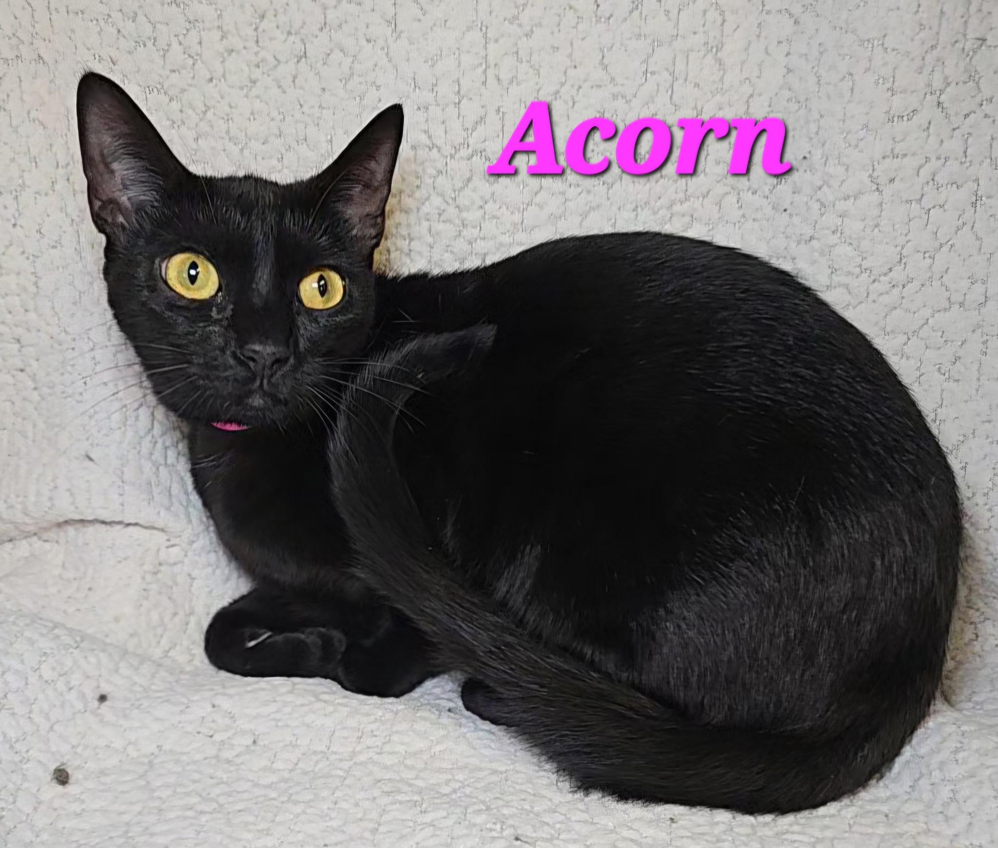Enlarge Acorn, a Adoptable Domestic Short Hair in Macon, GA image 2/2