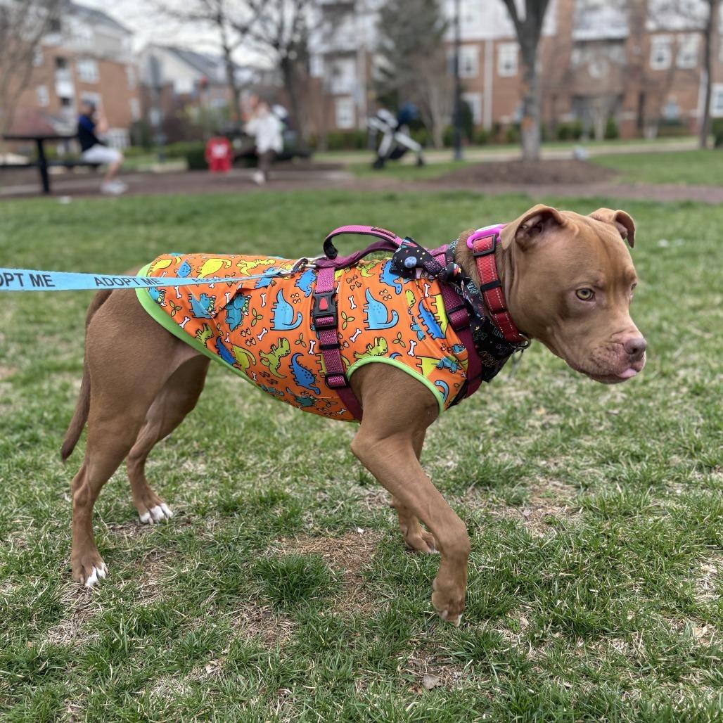 Enlarge Cardi, a Adoptable Pit Bull Terrier in York, PA image 3/6