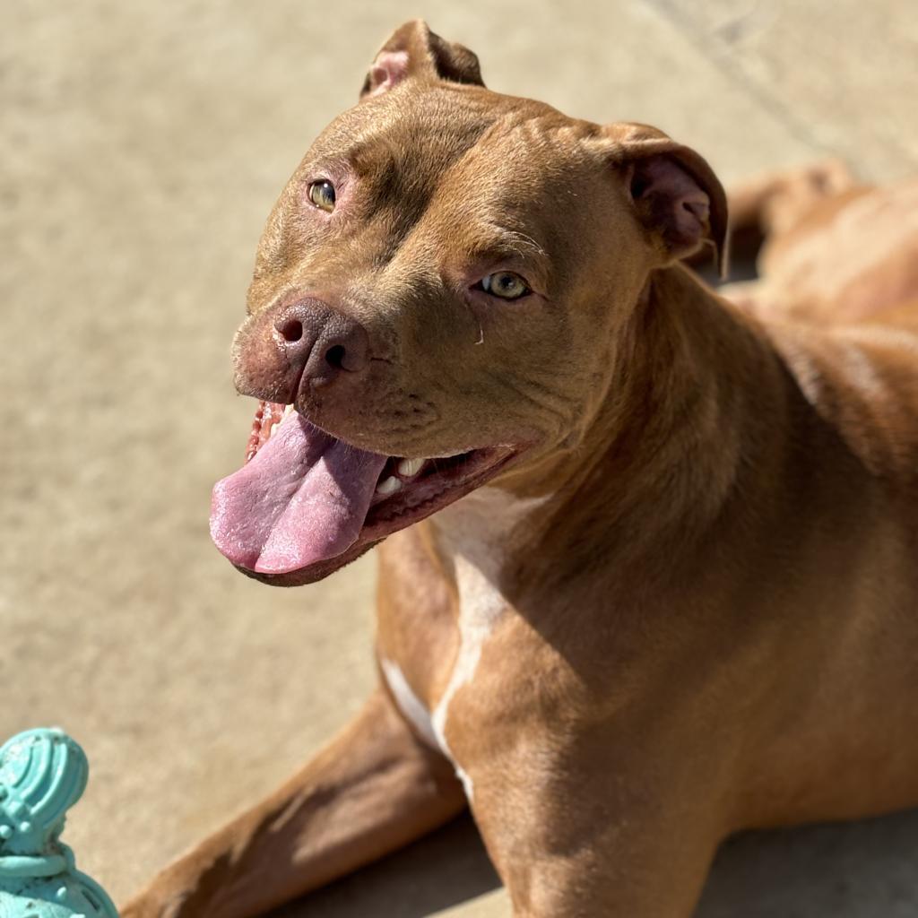 Enlarge Cardi, a Adoptable Pit Bull Terrier in York, PA image 1/6