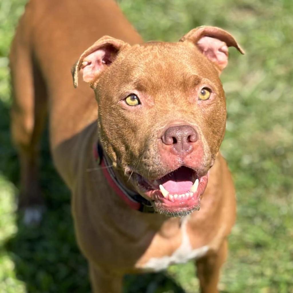Enlarge Cardi, a Adoptable Pit Bull Terrier in York, PA image 2/6
