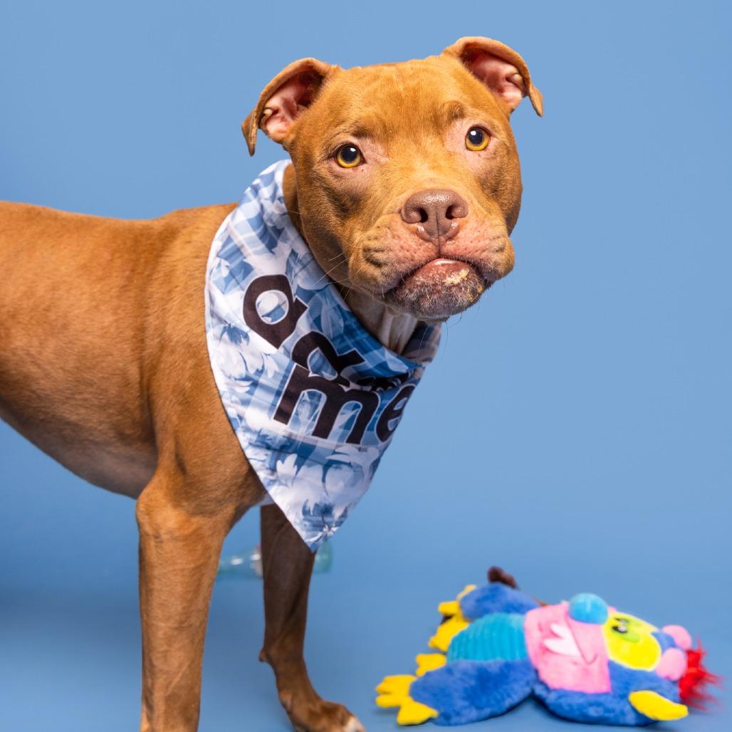 Enlarge Cardi, a Adoptable Pit Bull Terrier in York, PA image 3/6