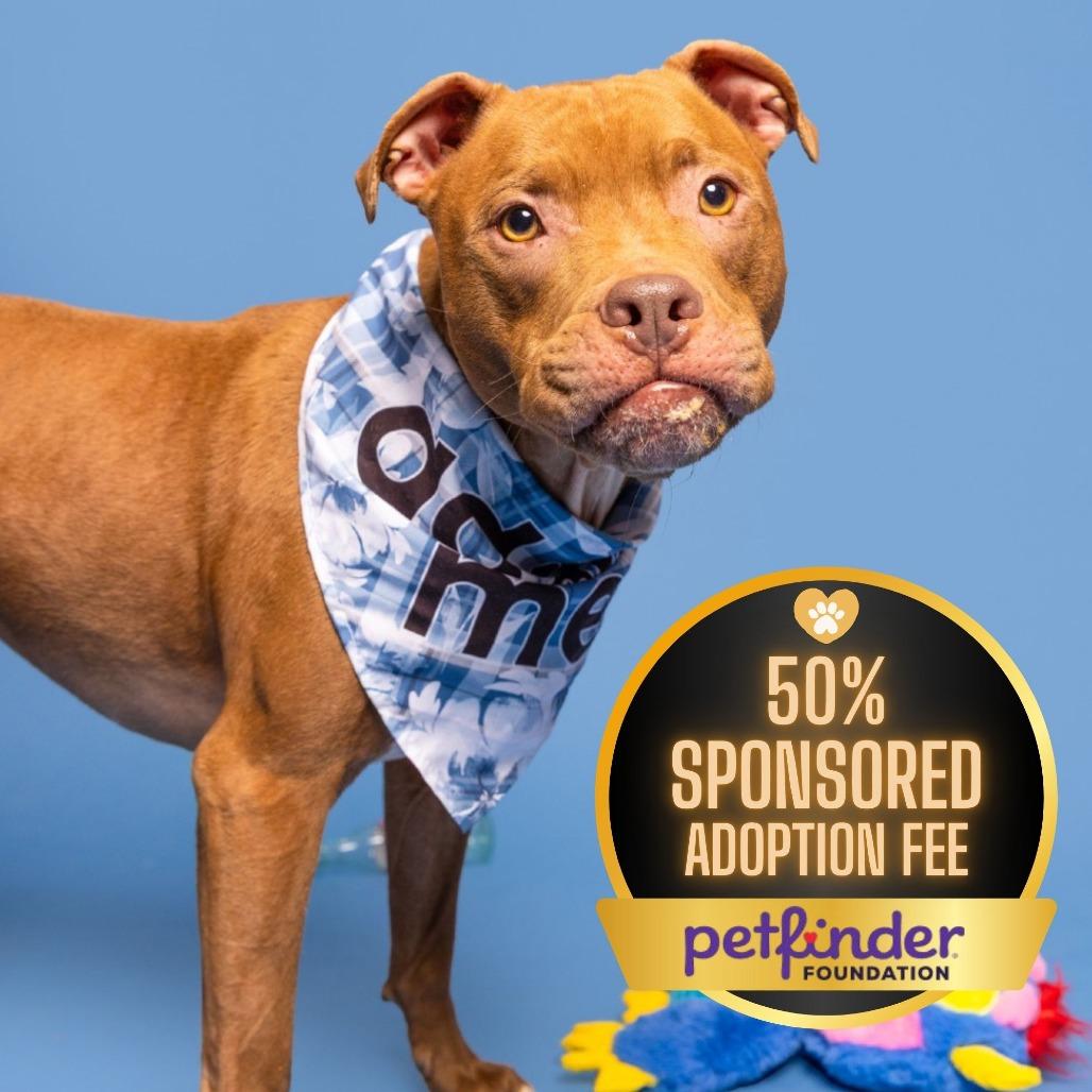 Cardi, Adoptable, Adult Female Pit Bull Terrier.