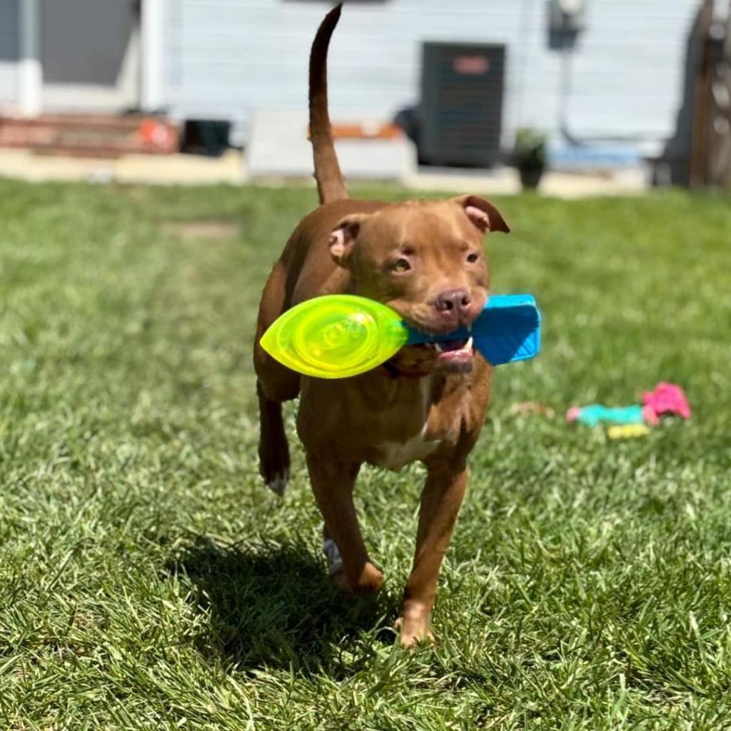 Enlarge Cardi, a Adoptable Pit Bull Terrier in York, PA image 6/6