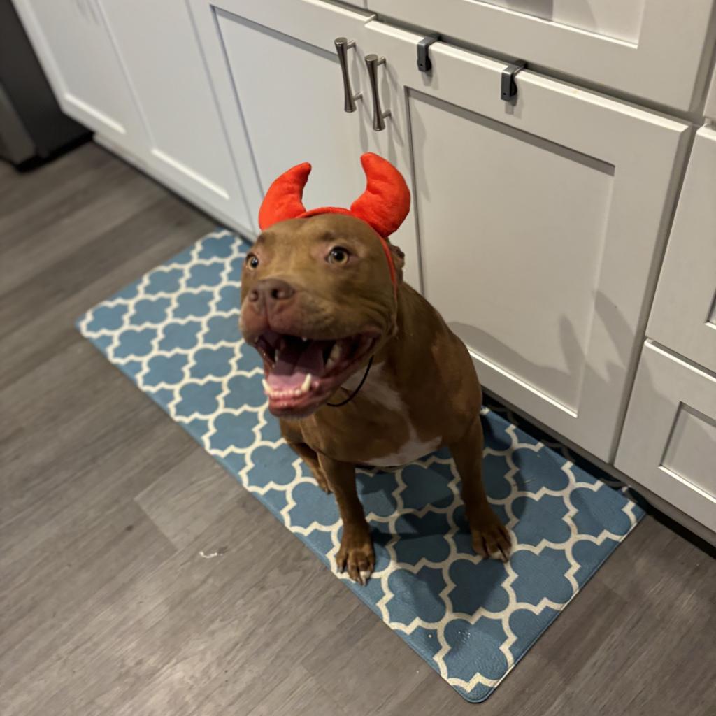 Enlarge Cardi, a Adoptable Pit Bull Terrier in York, PA image 4/6