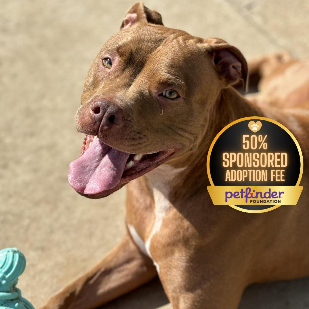 Cardi, Adoptable, Adult Female Pit Bull Terrier.