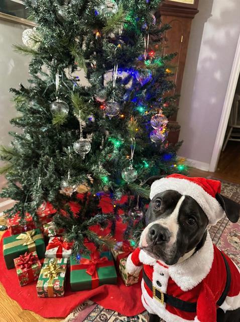 Enlarge DIESEL, a Adoptable Pit Bull Terrier in Charlotte, NC image 1/1
