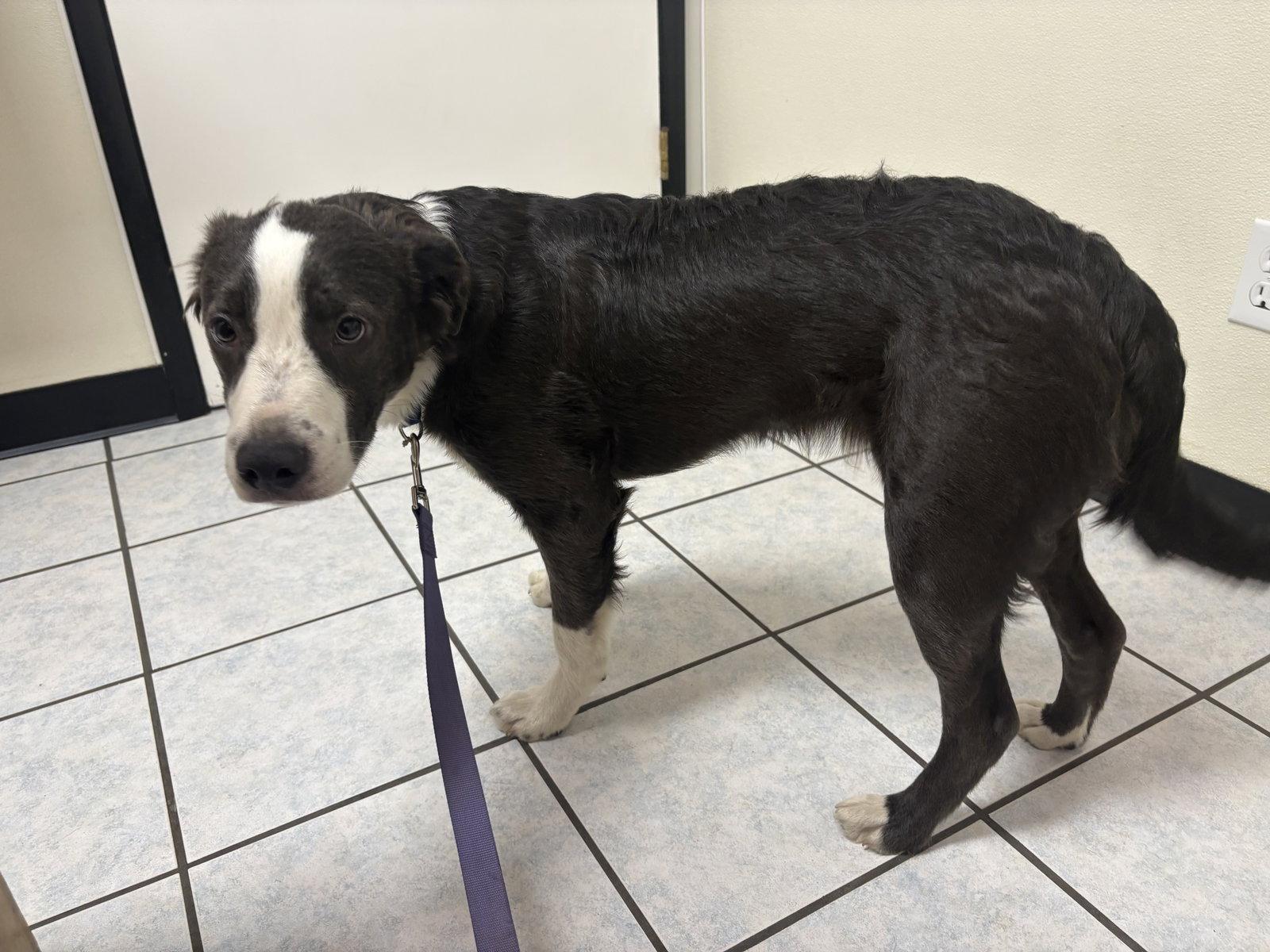 Murray, a Adoptable Border Collie in McArthur, CA image 1/2