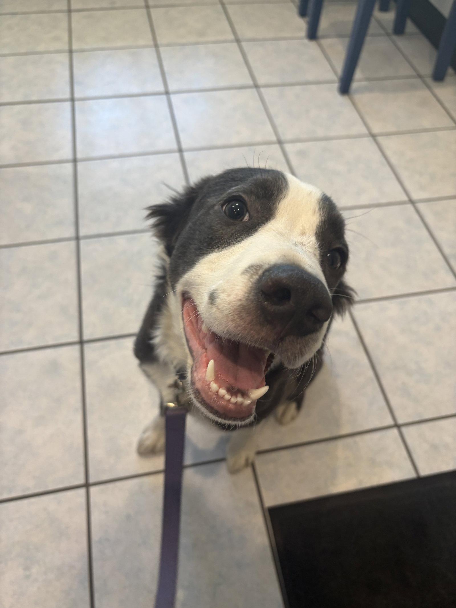 Murray, a Adoptable Border Collie in McArthur, CA image 2/2