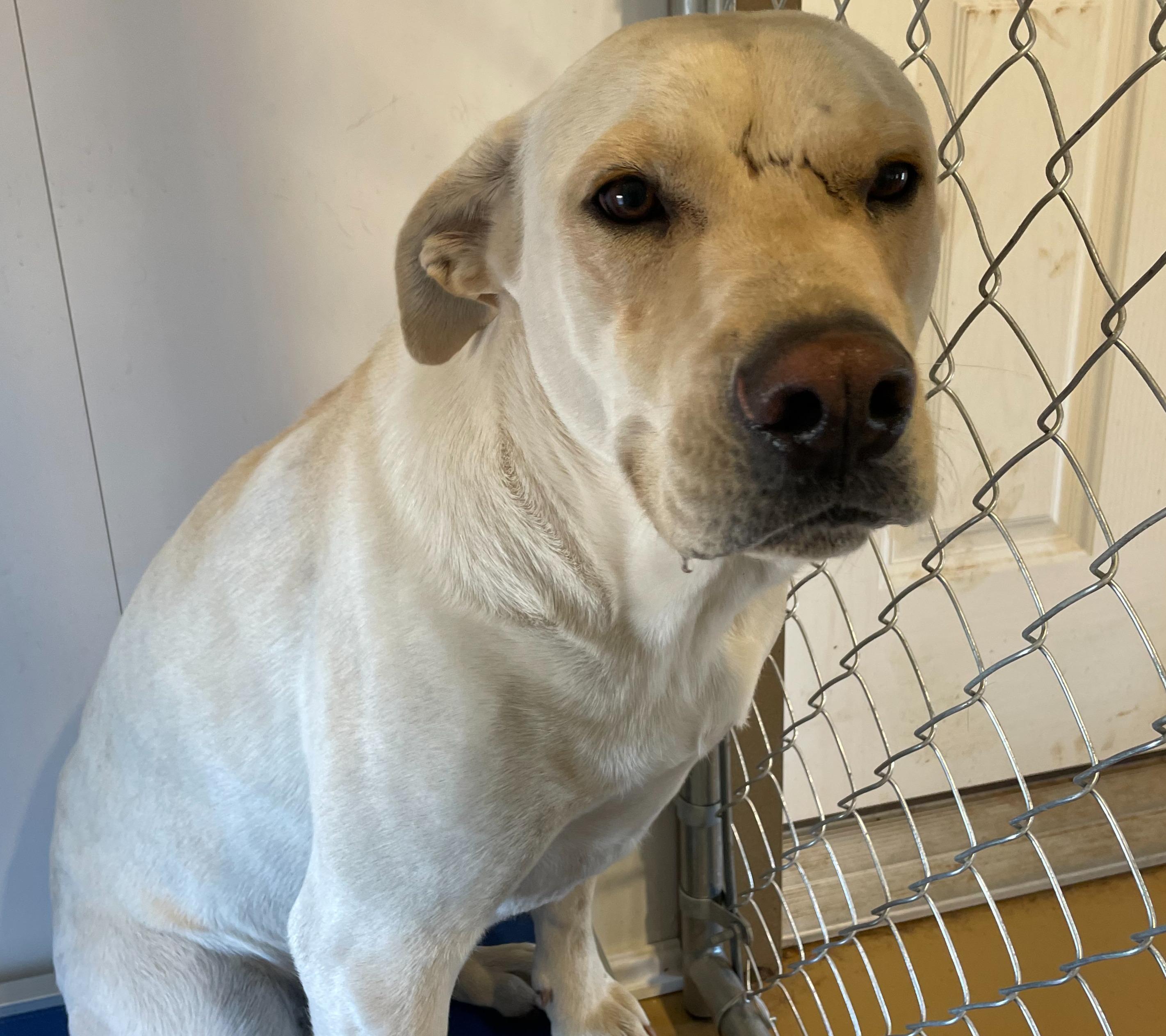 Buddy, ADOPTABLE, Adult Male Yellow Labrador Retriever.
