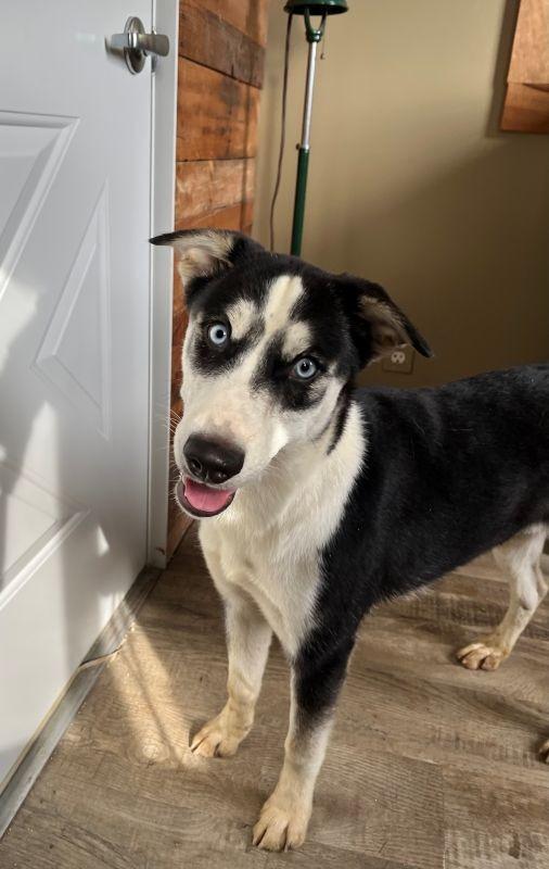 Enlarge Sierra, a Adoptable mixed breed in Genoa, IL image 1/1