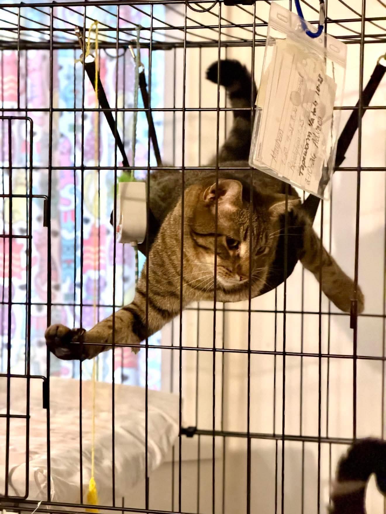 Enlarge Mayhem, a Adoptable Domestic Short Hair in Granite City, IL image 5/5