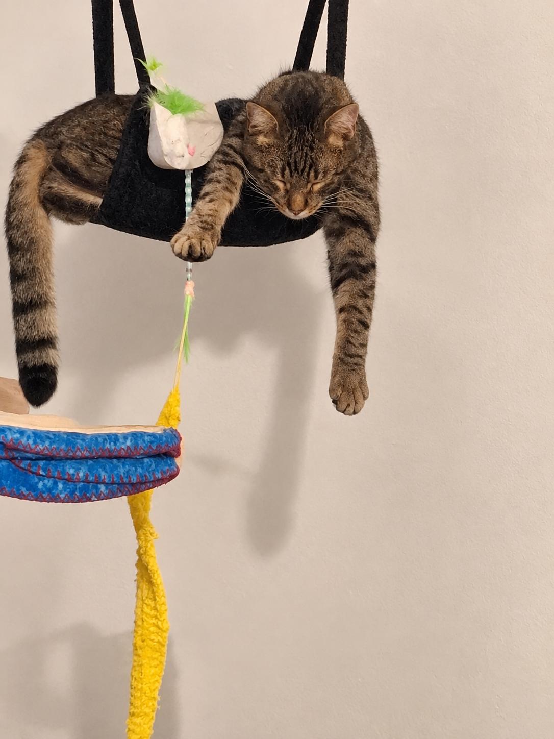 Enlarge Mayhem, a Adoptable Domestic Short Hair in Granite City, IL image 1/5