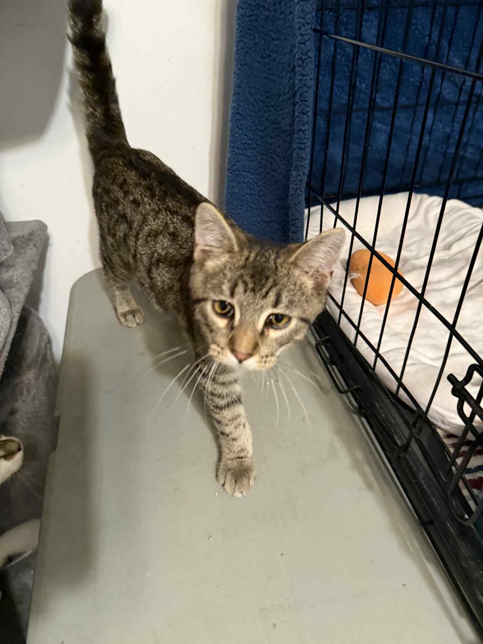 Enlarge Mayhem, a Adoptable Domestic Short Hair in Granite City, IL image 1/5