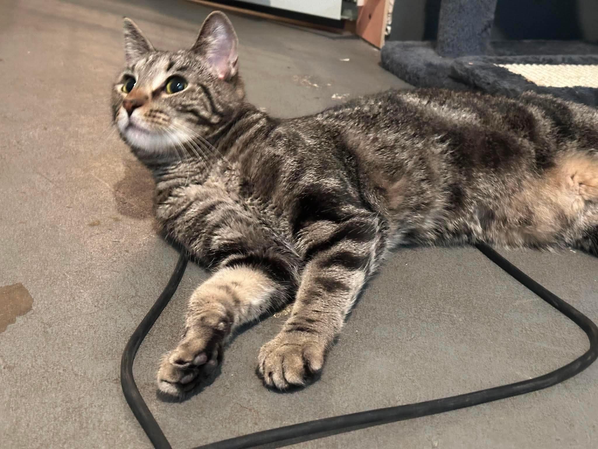 Mayhem, Adoptable, Adult Male Domestic Short Hair.