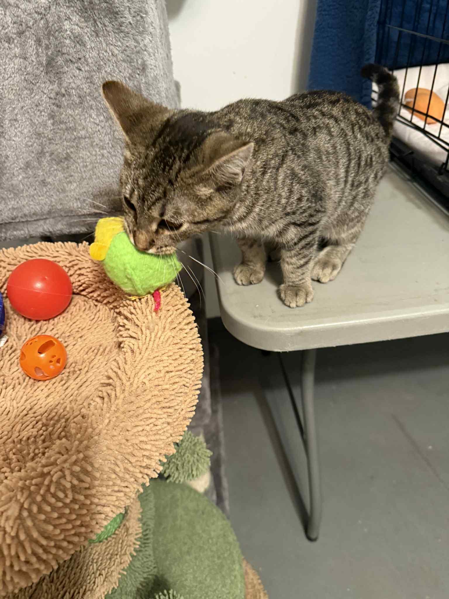 Enlarge Mayhem, a Adoptable Domestic Short Hair in Granite City, IL image 2/5