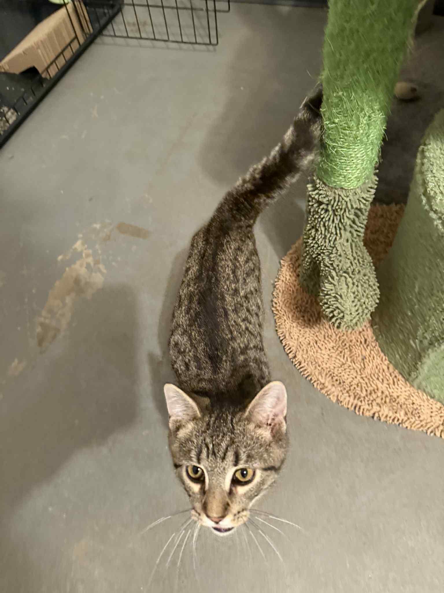 Enlarge Mayhem, a Adoptable Domestic Short Hair in Granite City, IL image 3/5