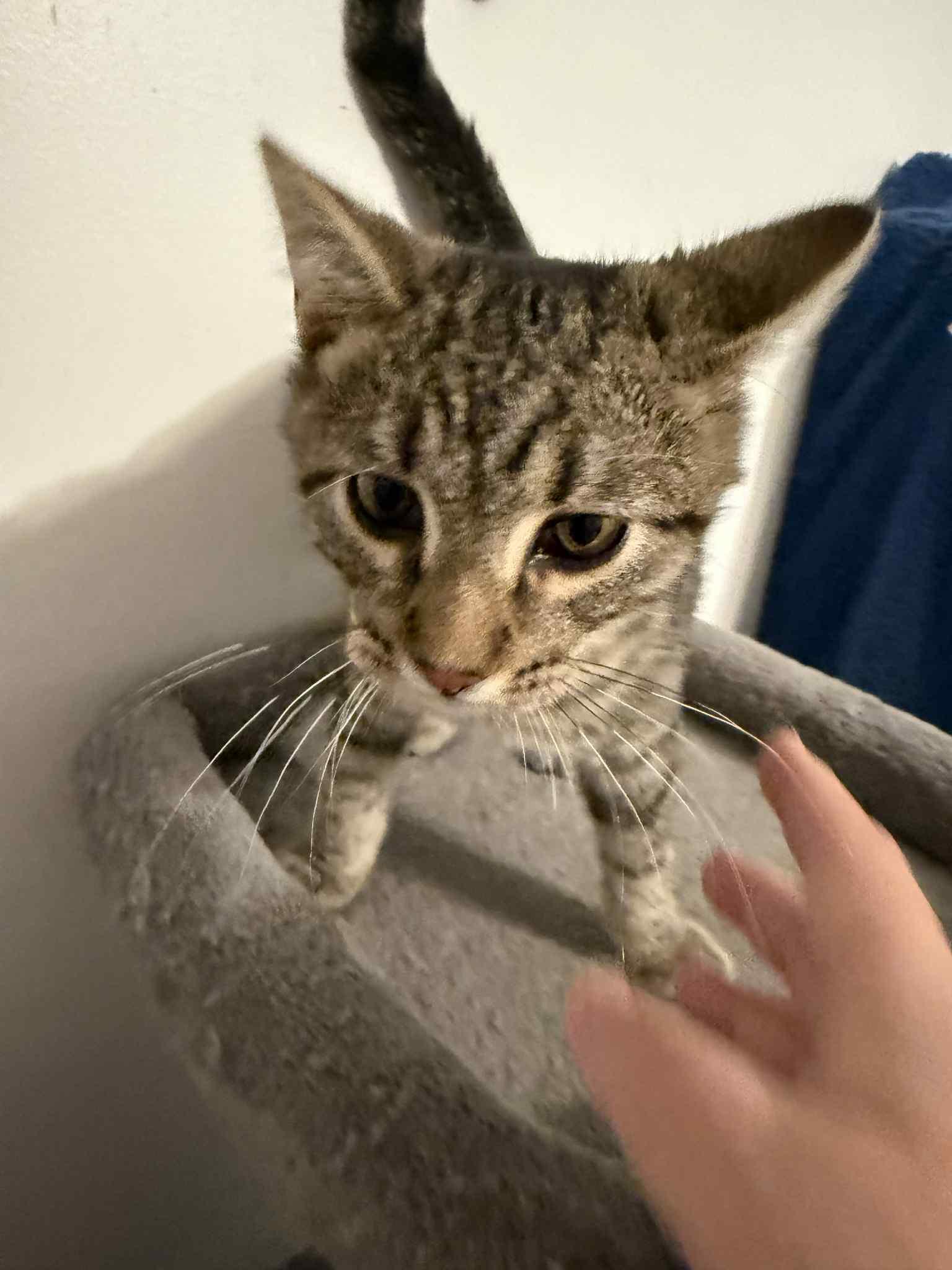 Enlarge Mayhem, a Adoptable Domestic Short Hair in Granite City, IL image 4/5