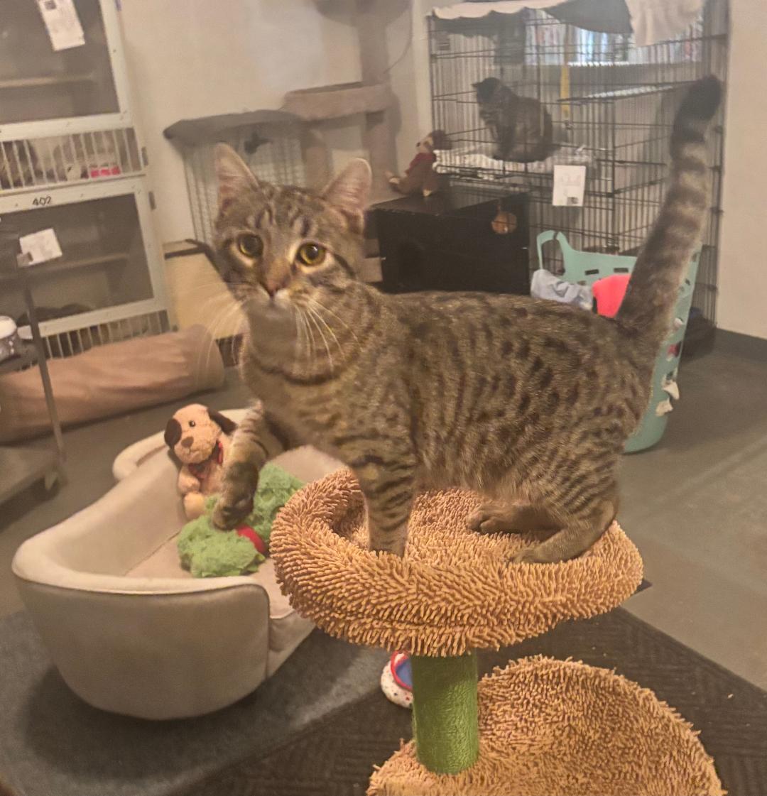 Mayhem, Adoptable, Young Male Domestic Short Hair.