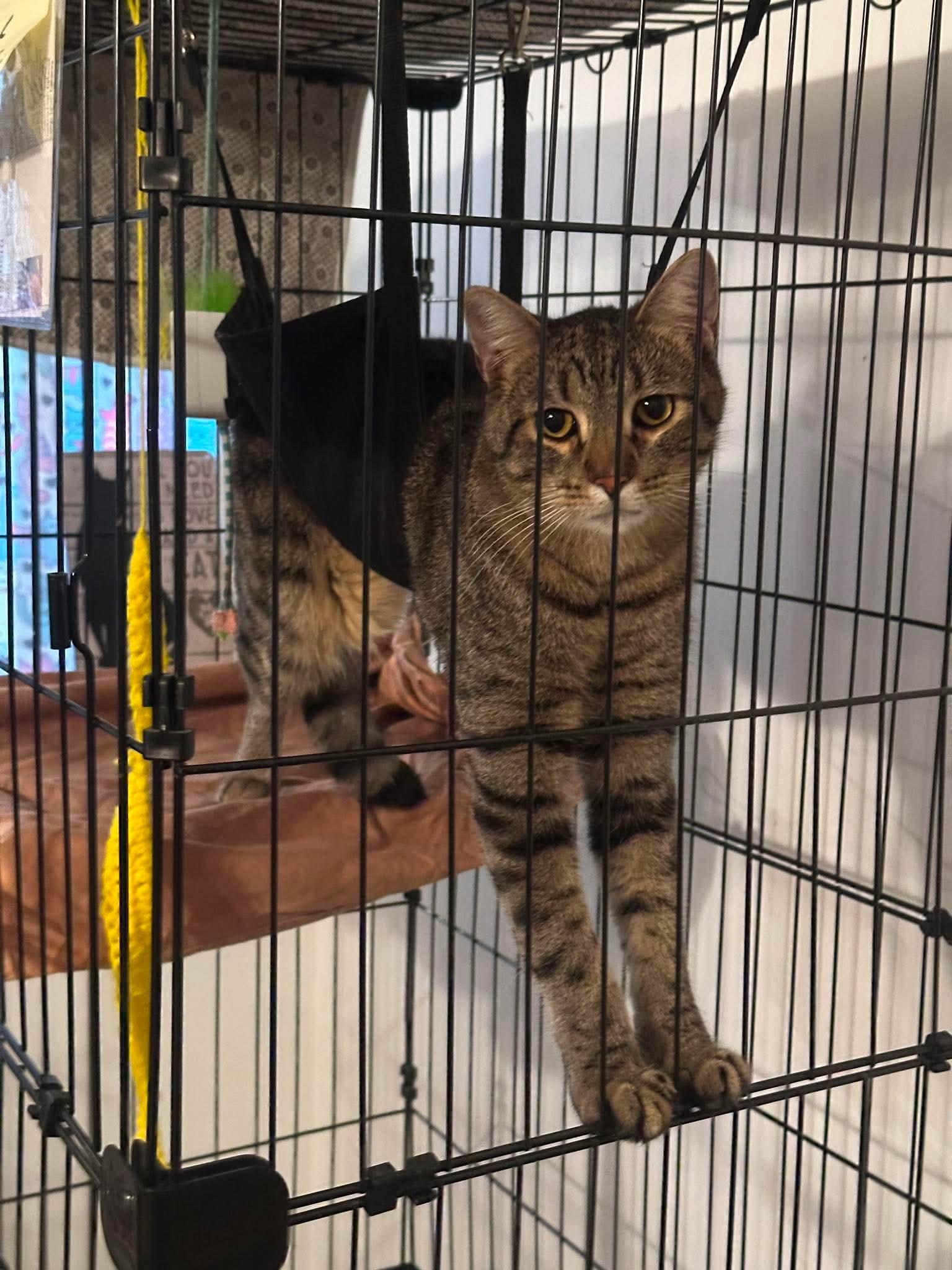 Mayhem, a Adoptable Domestic Short Hair in Granite City, IL image 2/3