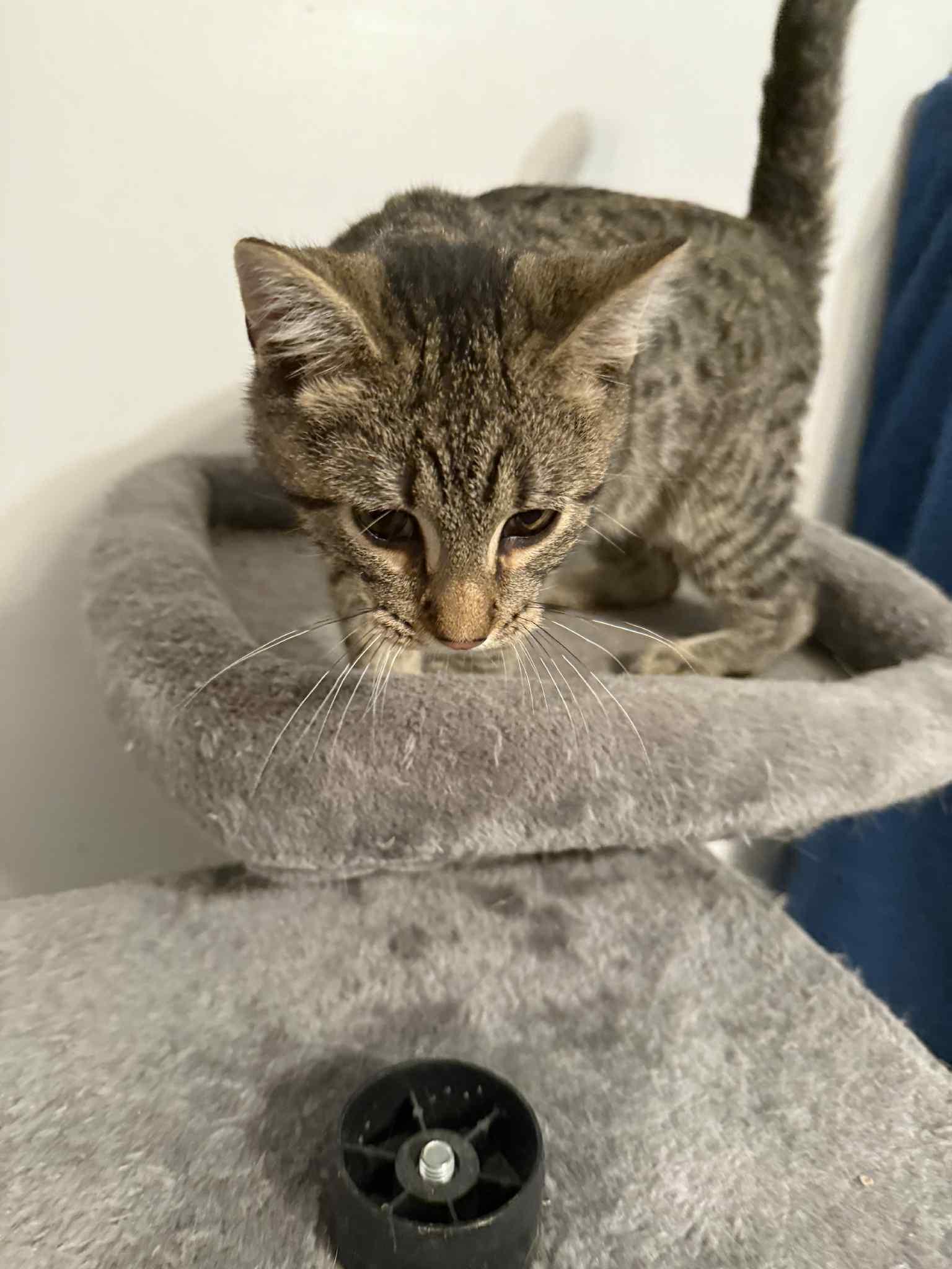 Enlarge Mayhem, a Adoptable Domestic Short Hair in Granite City, IL image 5/5