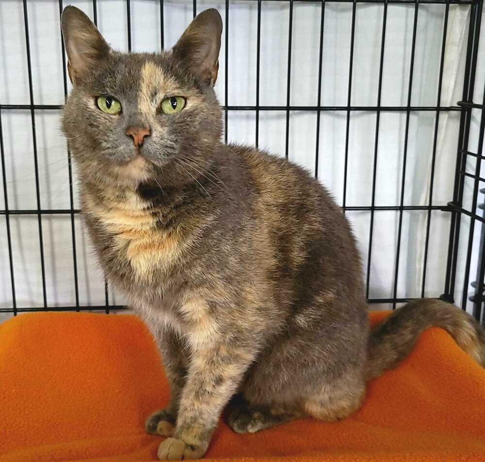 Violet, Adoptable, Adult Female Domestic Medium Hair.