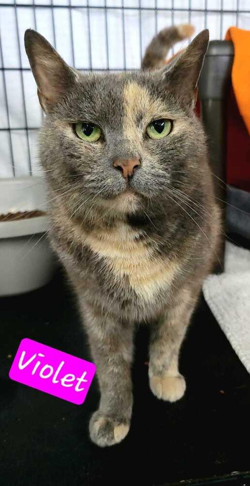 Violet, a Adoptable mixed breed in Jessup, MD image 2/3