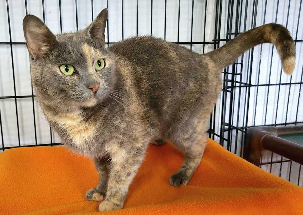 Violet, a Adoptable mixed breed in Jessup, MD image 3/3