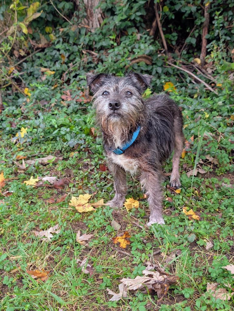 Charlie, Adoptable, Senior Male Shih Tzu & Terrier.