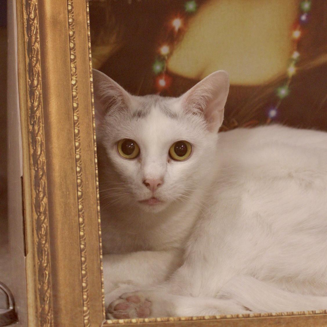 Enlarge Babe, an adopted Domestic Short Hair in Briarcliff Manor, NY image 2/2