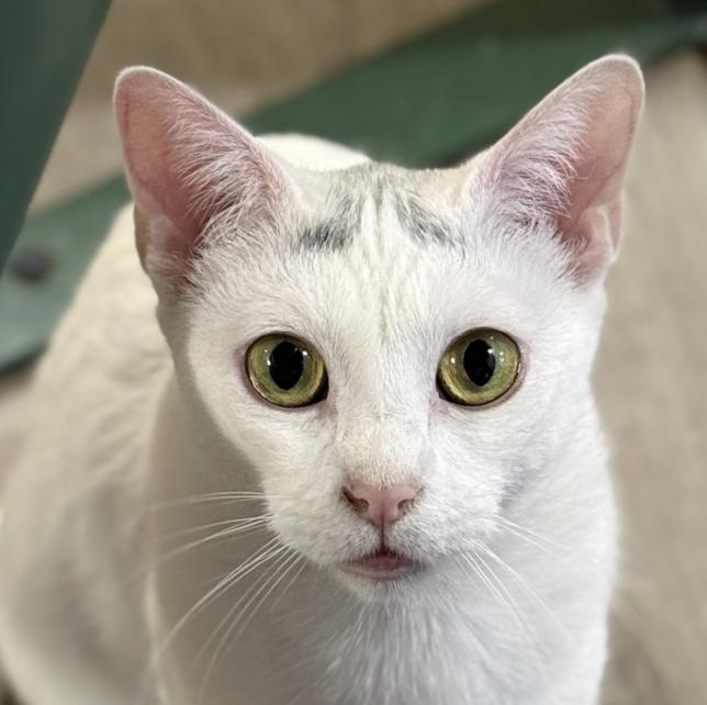 Enlarge Babe, an adopted Domestic Short Hair in Briarcliff Manor, NY image 1/2