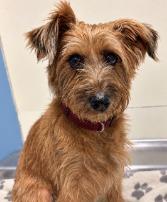 Zena, Adoptable, Adult Female Schnauzer.
