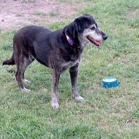 Enlarge Jasper and Kami (bonded pair), a Adoptable mixed breed in Hewitt, TX image 2/6