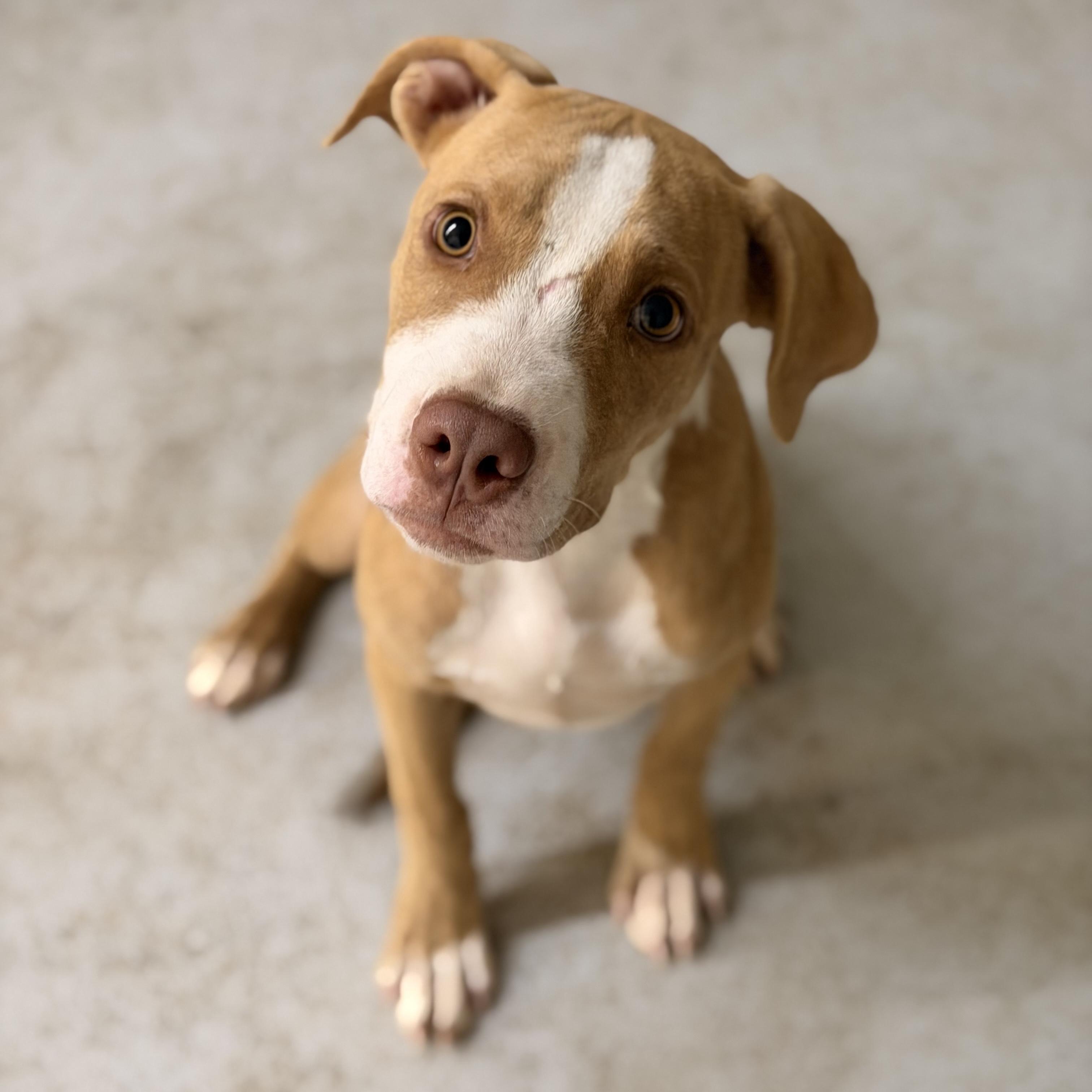 Tammy, adopted, Puppy Female Pit Bull Terrier.