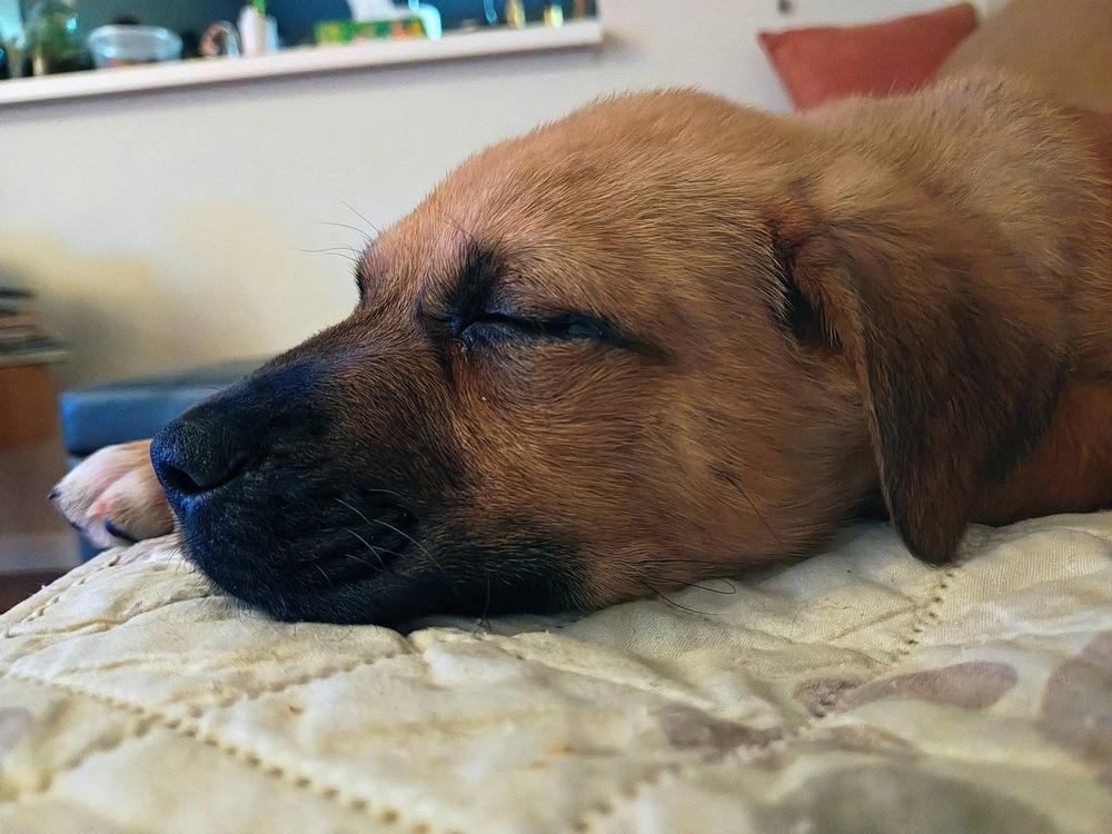 Harry, Adoptable, Puppy Male Shepherd.