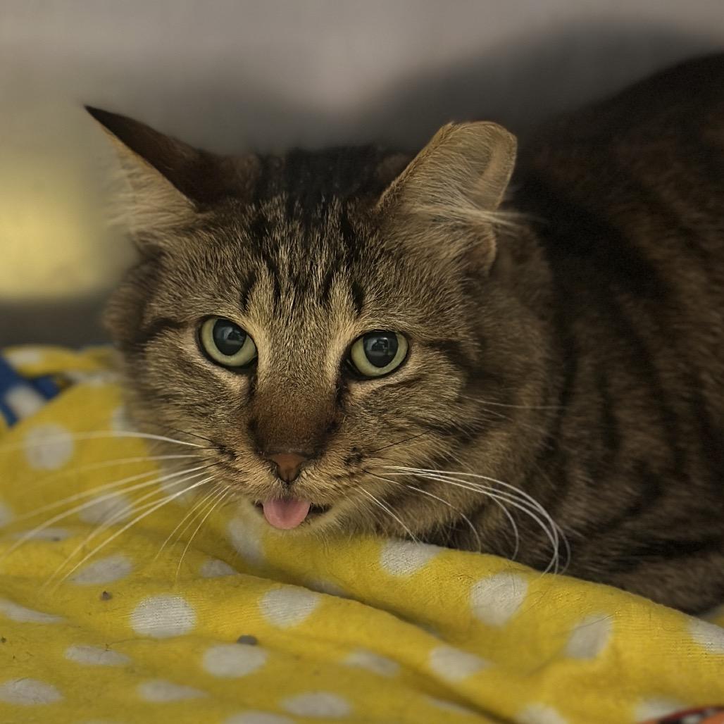 Two Tone, a Adoptable Domestic Short Hair in Matteson, IL image 1/2