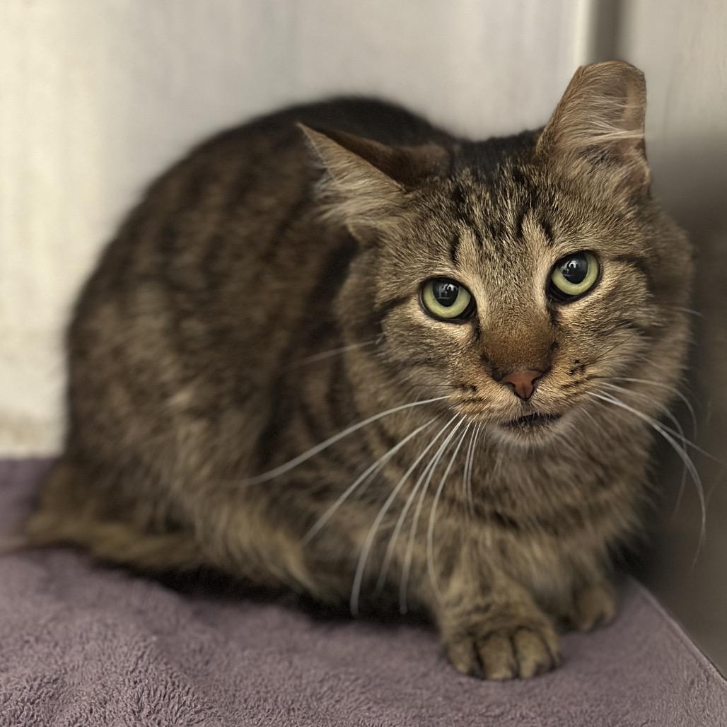 Two Tone, a Adoptable Domestic Short Hair in Matteson, IL image 2/2
