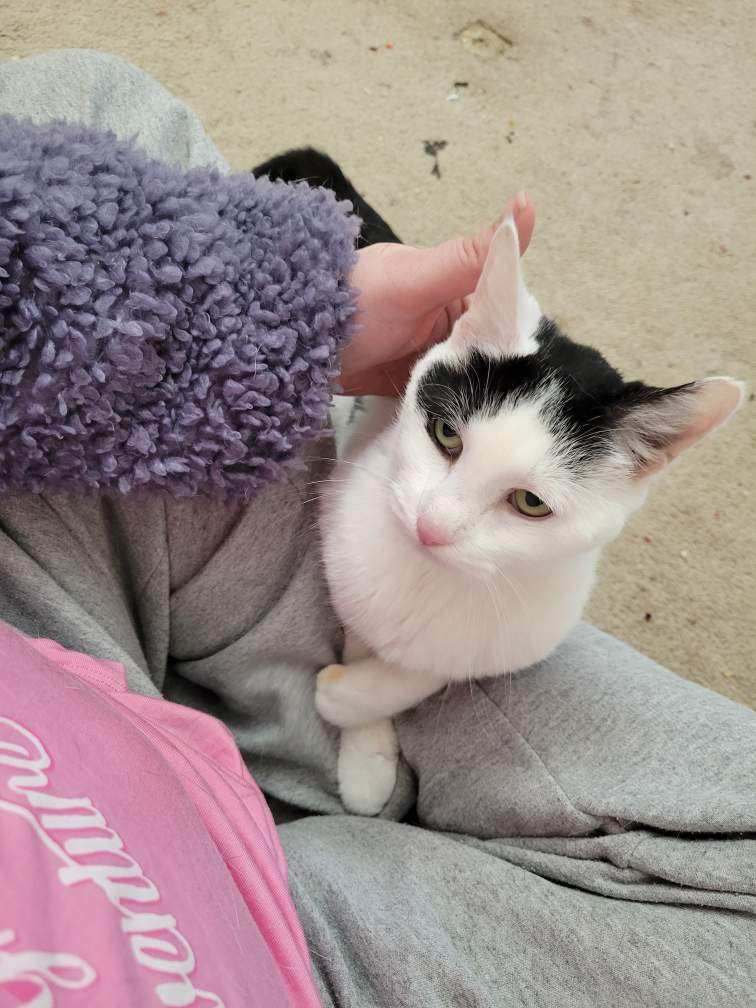 CHACHI , a Adopted Domestic Short Hair in Braintree, MA image 1/5