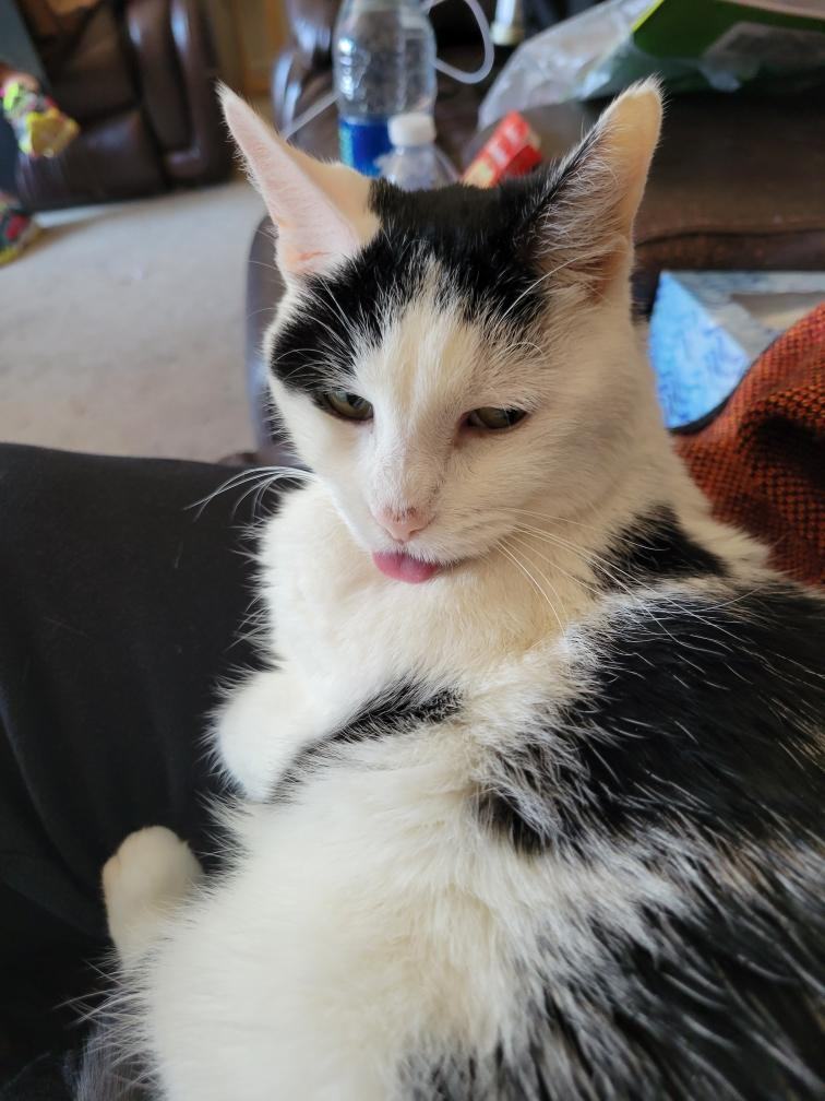 CHACHI , a Adopted Domestic Short Hair in Braintree, MA image 3/5