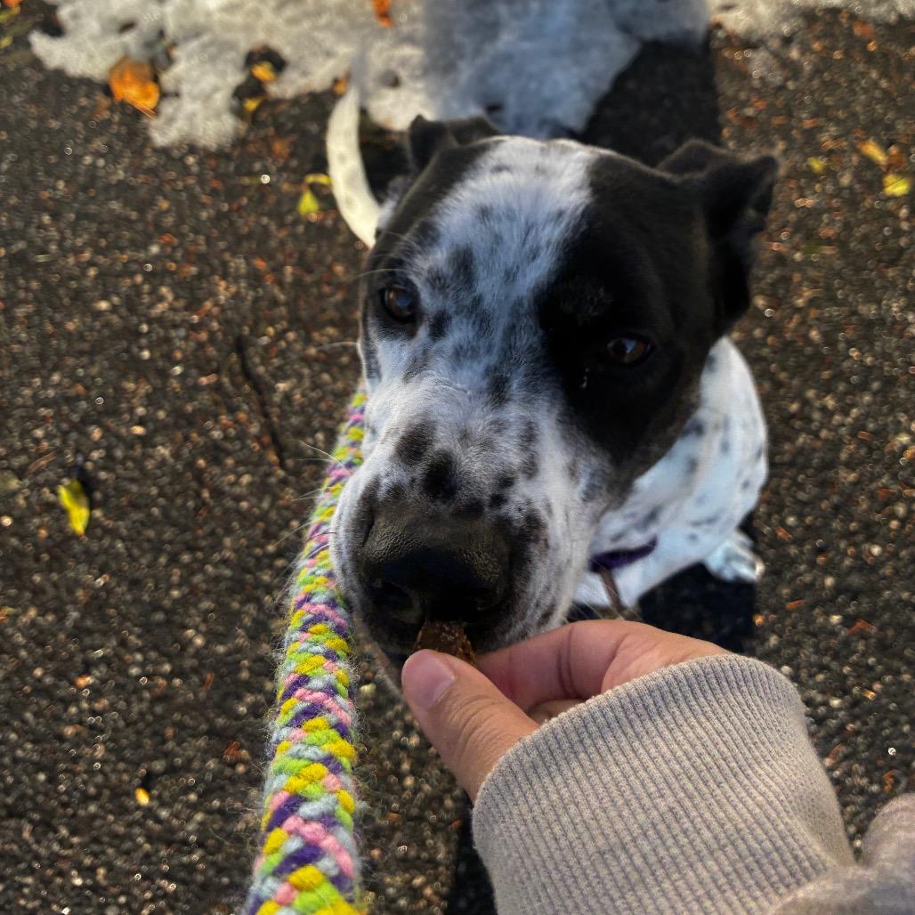 Glacier, a Adoptable Mixed Breed in Fredericksburg, VA image 1/3