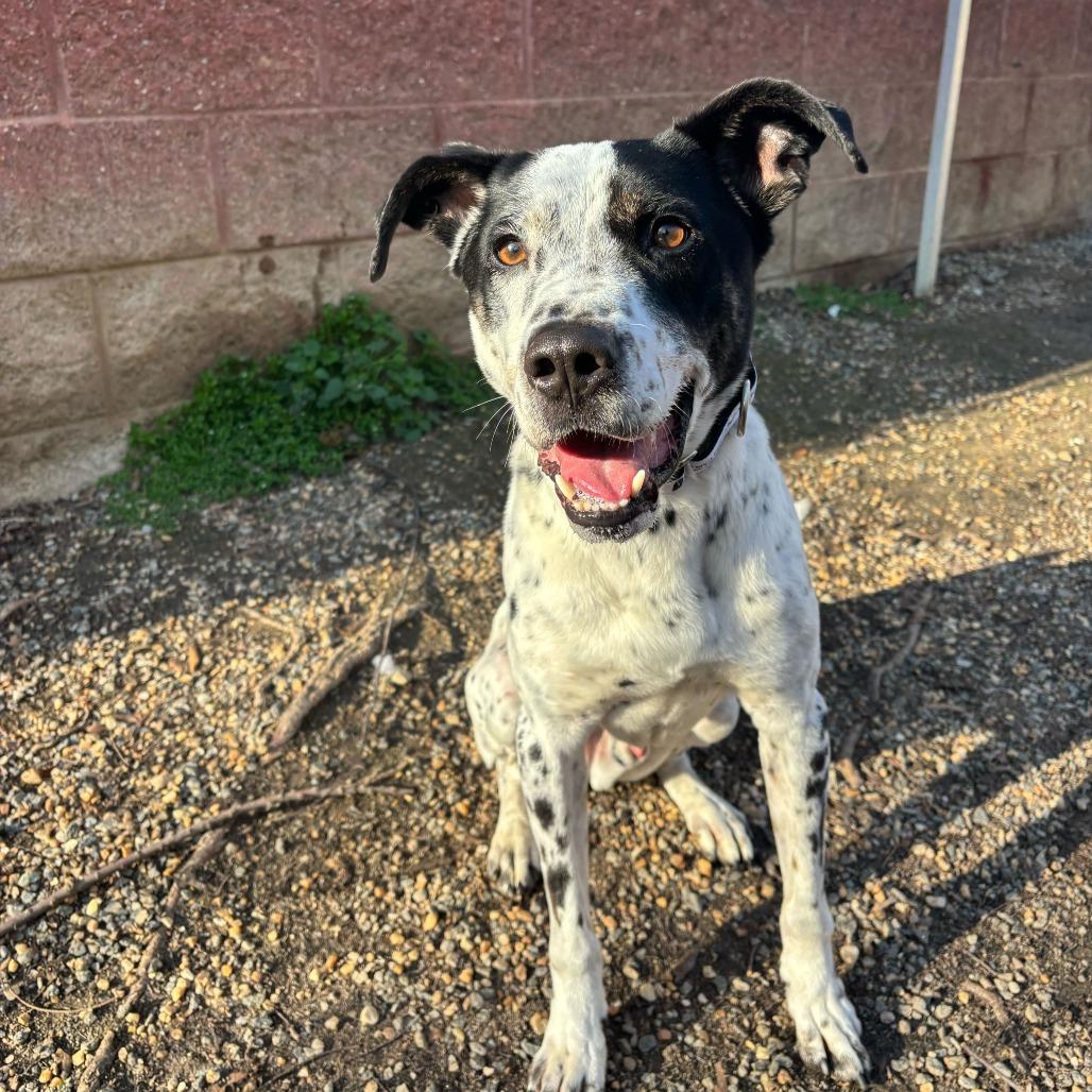 Glacier, Adoptable, Adult Male Mixed Breed.