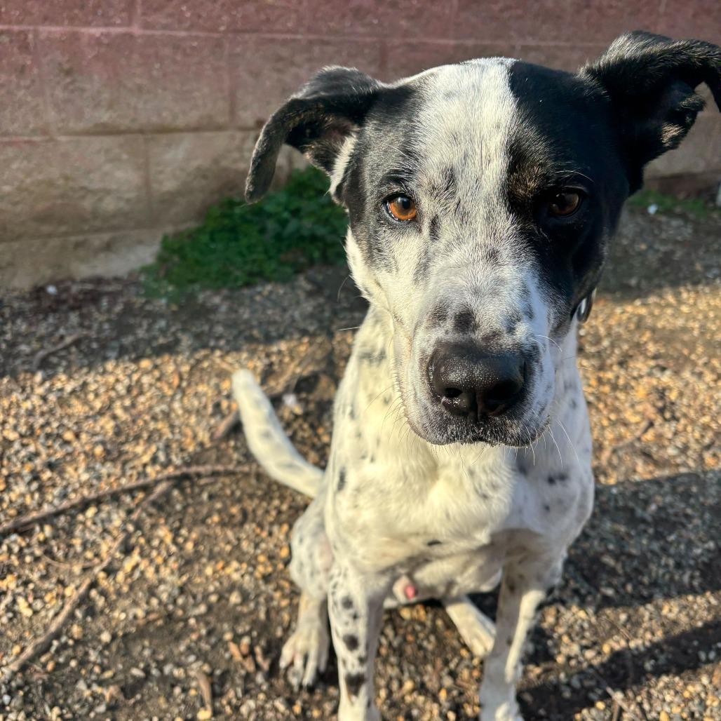 Enlarge Glacier, a Adoptable Mixed Breed in Fredericksburg, VA image 2/6