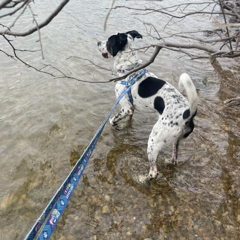 Enlarge Glacier, a Adoptable Mixed Breed in Fredericksburg, VA image 5/6