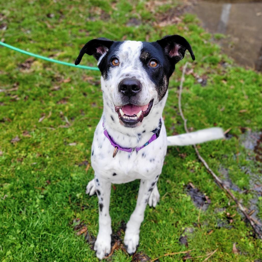 Enlarge Glacier, a Adoptable Mixed Breed in Fredericksburg, VA image 6/6