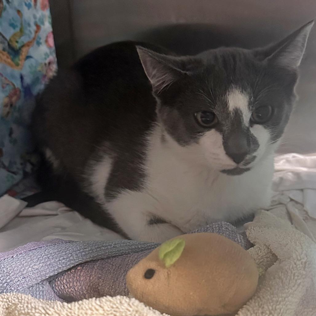 Slate, Adoptable, Young Male Domestic Short Hair.
