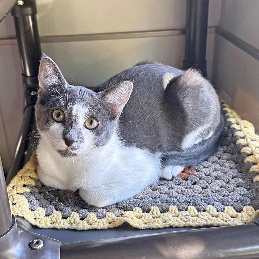 Slate, Adoptable, Young Male Domestic Short Hair.