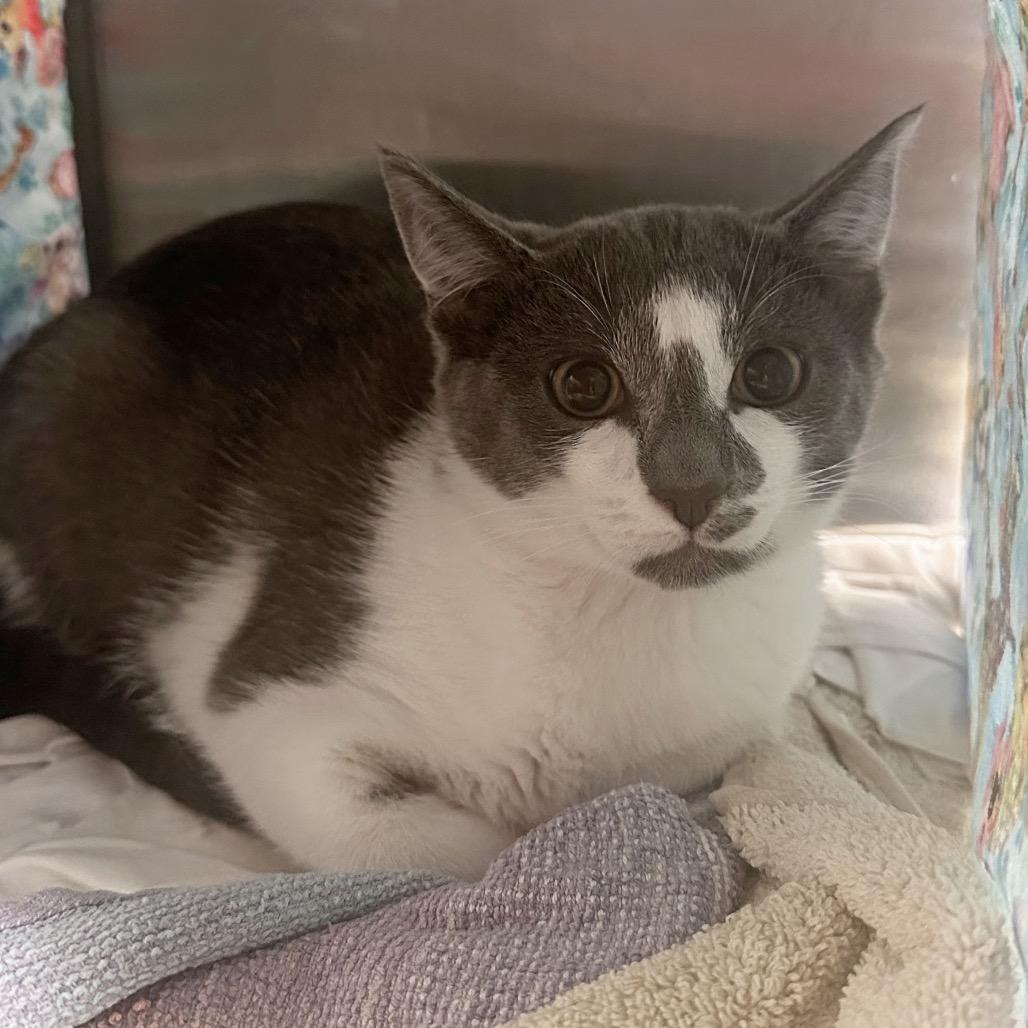 Enlarge Slate, a Adoptable Domestic Short Hair in Hailey, ID image 2/2