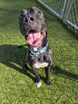 Simmer, Adoptable, Adult Female Mixed Breed & Mixed Breed.
