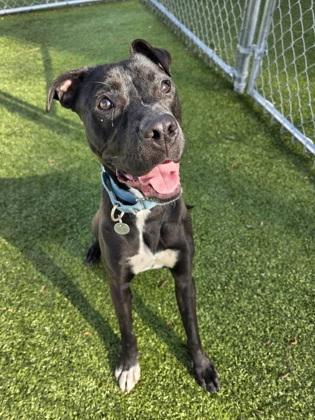 Enlarge Simmer, a Adoptable mixed breed in Savannah, GA image 1/2